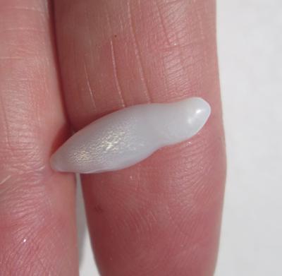 Natural Clam Pearl 4+ carats 19mm with Flame