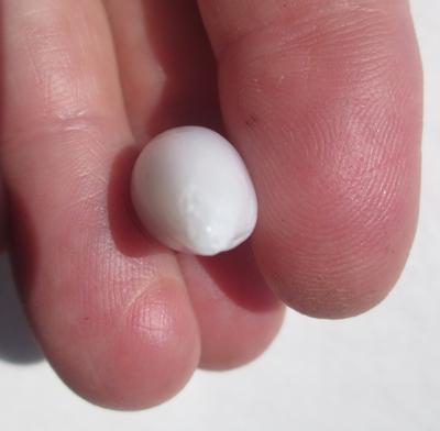 Natural Clam Pearl Drop Shape 12 carats 19mm