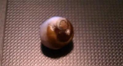 Brown & white natural oyster pearl