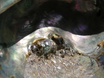 Natural Paua Blister/Mabe Pearls