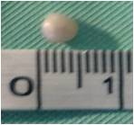 Natural Pearl Blue Mussel