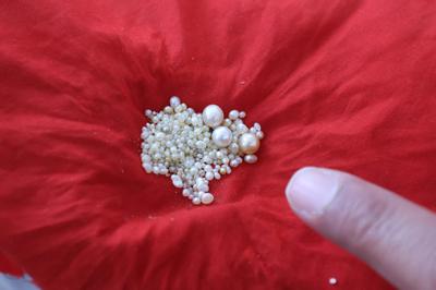 Natural pearls found on Kuwait Dive