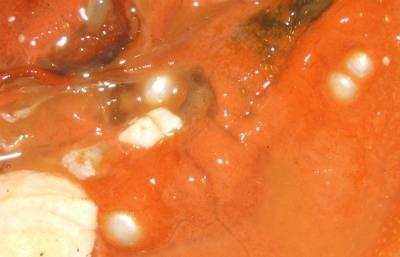 Natural Pearls still in Mollusc