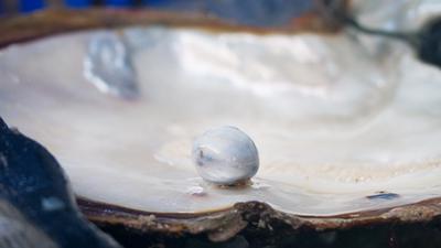 This 19.94 ct pearl is the largest from the collection of 774 natural pearls collected off Eighty Mile Beach in Broome, Western Australia. The pearl was loosely attached to the shell and removed by gentle finger pressure. Photo by Areeya Manustrong.