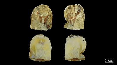 Figure 2. The two valves of a typical Pinctada maculata shell specimen (interior and exterior view). Photo by Olivier Segura.