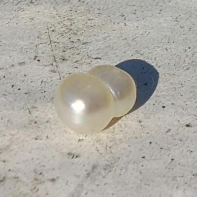 Natural Saltwater Pearl 3+ ct