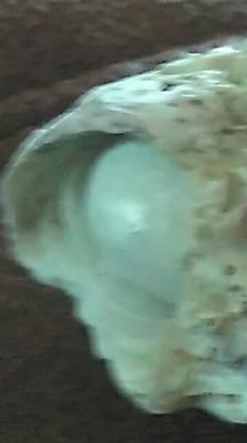 Natural Saltwater Pearl in Seashell
