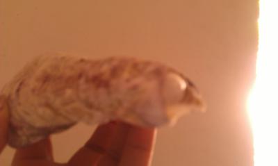 Natural Saltwater Pearl in Seashell