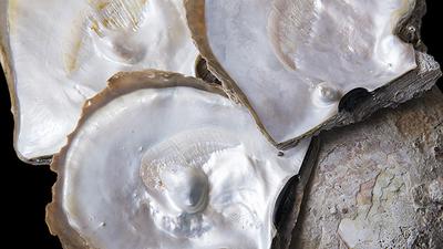 Blister shell discount