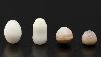 Thorny Oyster (Spondylus) Pearls