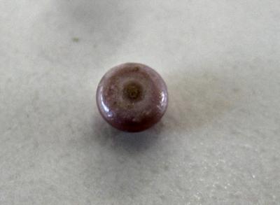 Rare Purple 0.25 carat natural pearl