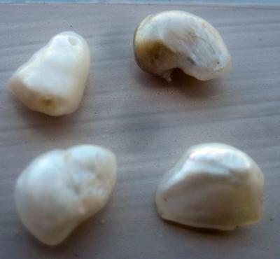 Natural USA Freshwater Pearls - Group of 4