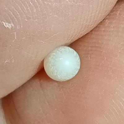 Nearly Half Carat Clam Pearl for Sale Egg Shape