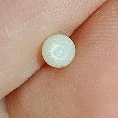 Nearly Half Carat Clam Pearl for Sale Egg Shape