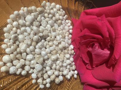 New Brunswick scallop pearls collection