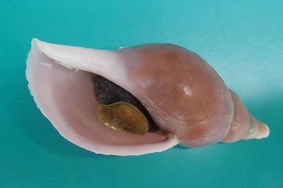 One of the new mollusc species, Volutopsius Scotae.