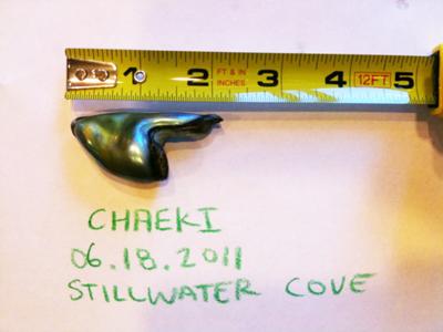 84 carat natural Abalone pearl