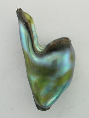 Natural abalone pearl 1st polishing