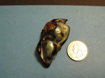 North California Abalone Pearl