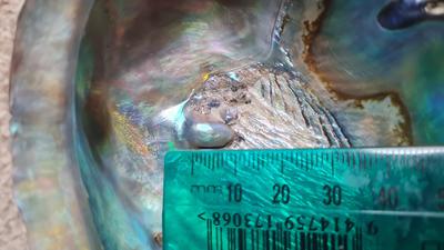 NZ paua pearl find