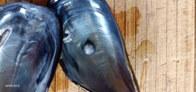 NZ Blue Mussel Pearl