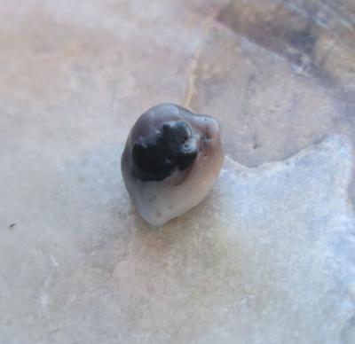 One Blue Mussel Pearl 1 carat 6mm 2 Toned