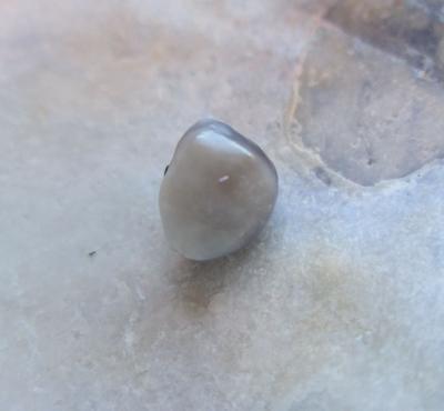 One Blue Mussel Pearl 1 carat 6mm 2 Toned