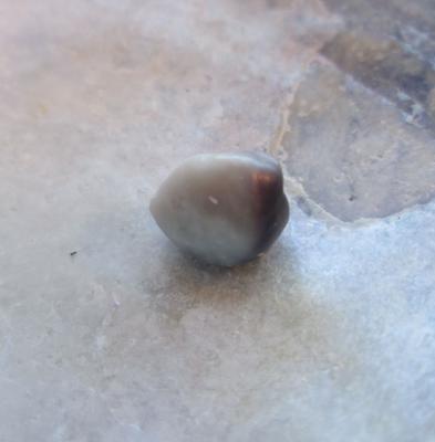 One Blue Mussel Pearl 1 carat 6mm 2 Toned