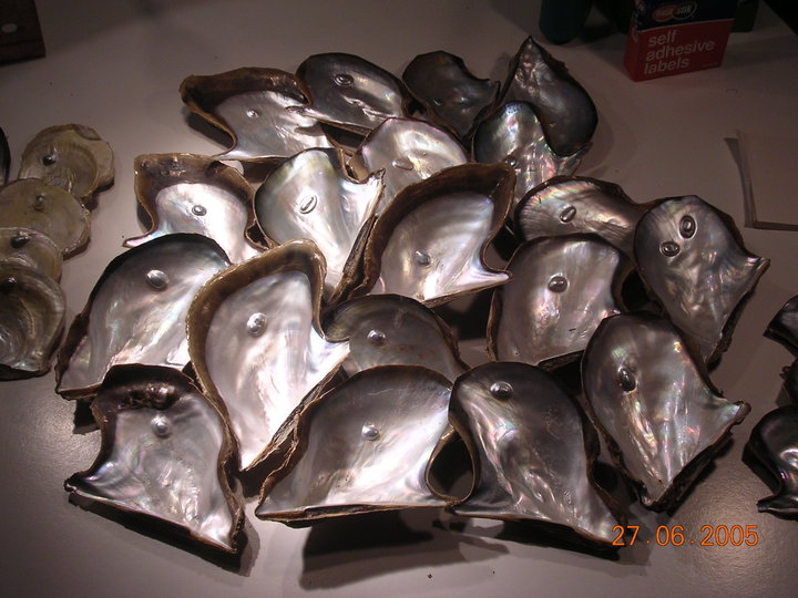 Opal seeded Ptera Penguin shells