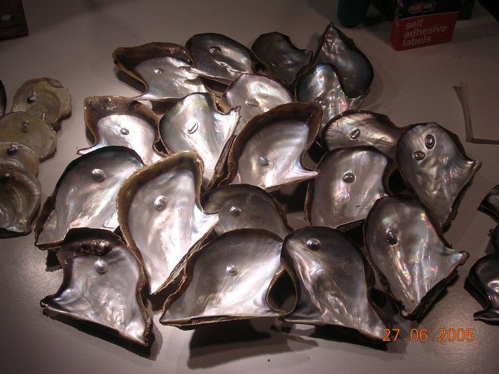 Opal seeded Ptera Penguin shells Opal seeded Ptera Penguin shells