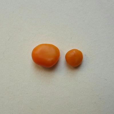 Orange Clam Pearl 1.95 ct + 5.25 ct Orange Clam Pearl