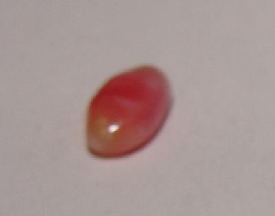 Oval Pink Conch Pearl 7mm