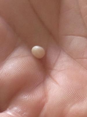 oyster pearl found in Florida