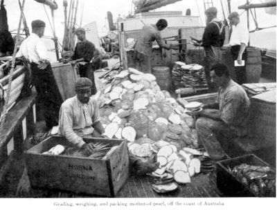 Packing mother of pearl in Australia