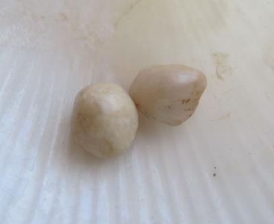 Pair Beige Scallop Pearls Almost 5ct Total