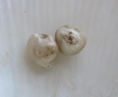 Pair Beige Scallop Pearls Almost 5ct Total