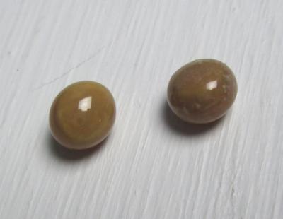 Pair Conch Pearls Brown Near Round