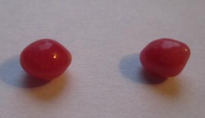 Pair Dark Pink Conch Pearls