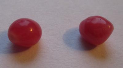 Pair Dark Pink Conch Pearls