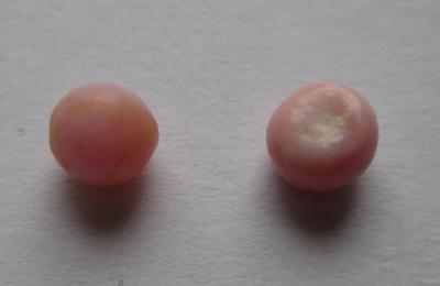 Pair Light Pink Conch Pearls