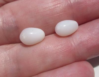 Pair of Clam Pearl Drops with Flame 5+ carats 9mm