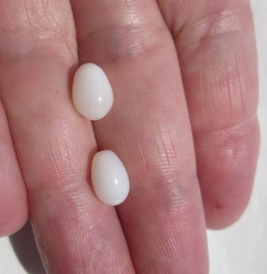 Pair of Clam Pearl Drops with Flame 5+ carats 9mm