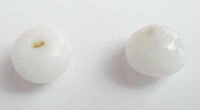 Pair of Clam Pearls with Flame for Sale