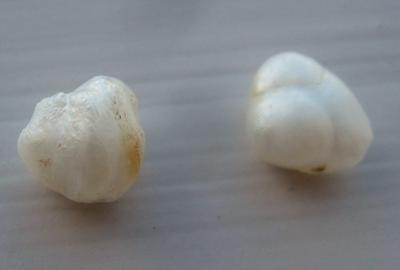Pair of Natural USA Freshwater Pearls
