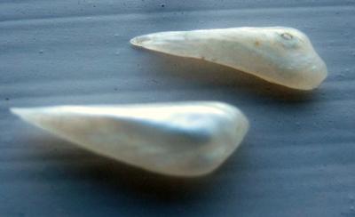 Pair of Natural Wing Pearls from USA