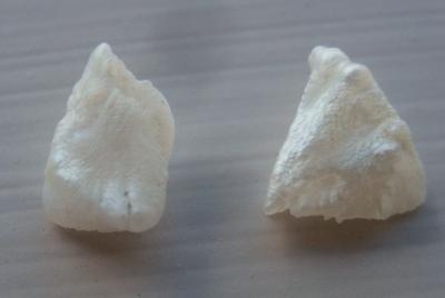 Pair Unique Natural USA Freshwater Pearls