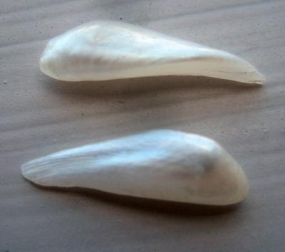 Pair Wing Natural USA Pearls 14mm