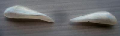Pair Wing Natural USA Pearls