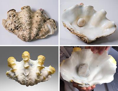 Photos by Joyce WingYan Ho 