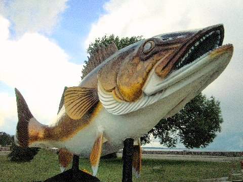 Paul Bunyan Walleye